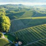 Vigneti dei Colli Orientali dove scorre il buon vino