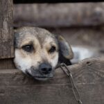 Violenza sofferenza e abusi sugli animali