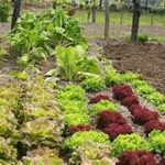 L'agricoltura di prossimità a tavola