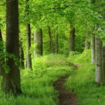 Palestra nel bosco la natura protagonista