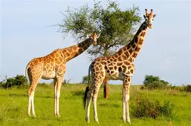 Adesso mi bevo una giraffa