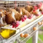 Niente più uova da galline in gabbia: la svolta